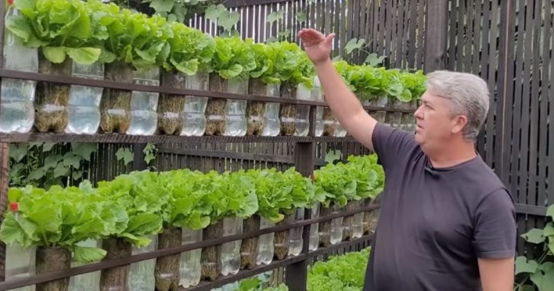 Guia Completo: Como Montar Sua Horta Vertical com Garrafas PET