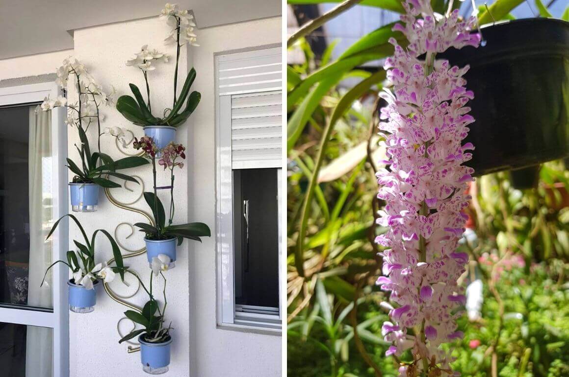 quando as orquídeas dão flor