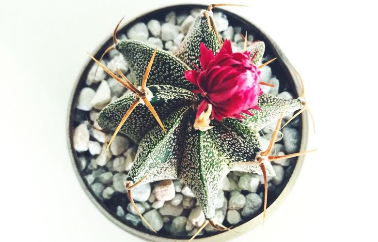 significado flor cacto noturno