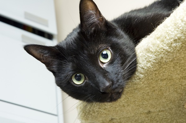 Sonhar Com 7 Gatos Pretos