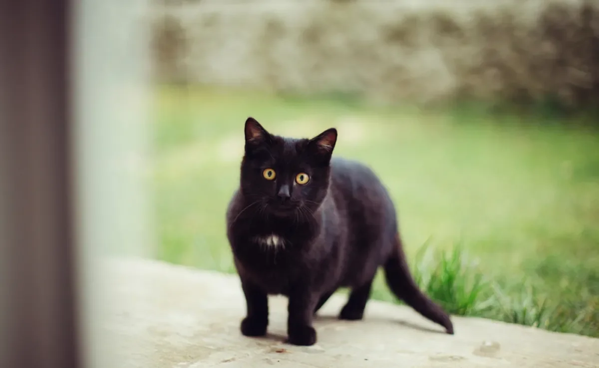 O Simbolismo do Gato Preto em Diferentes Culturas