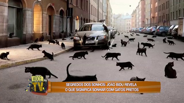 Sonhar com Gatos: Guia Completo de Interpretações (Cor