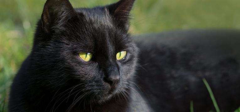 Como a Psicologia Explica Seus Sonhos com Animais Místicos