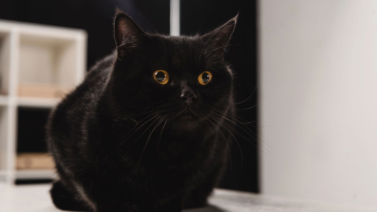 Sonhar Com 7 Gatos Pretos