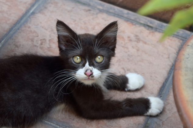 O Simbolismo do Gato Preto em Diferentes Culturas