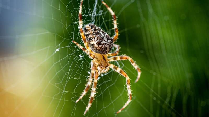 erro ao interpretar sonho com aranha