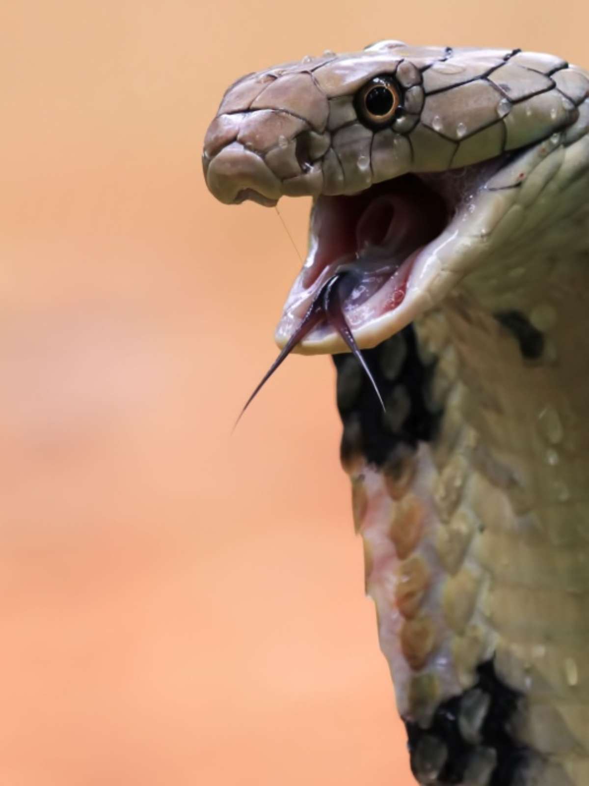 sonhar com cobra atacando outra pessoa