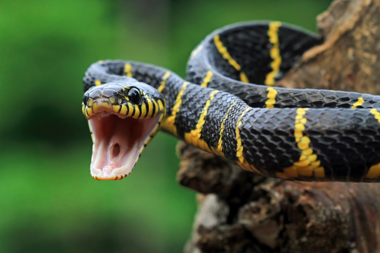 5 ideias de títulos:
1. Sonhar com Cobra Atacando: Um Guia Completo de Interpretação
2. O Que Significa Quando Você Sonha com uma Cobra Atacando Outra Pessoa?
3. Desvendando Sonhos: A Simbologia da Cobra em Ataque
4. Cobra no Sonho: Proteção