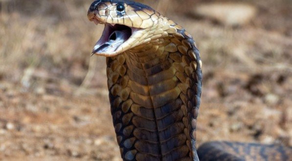 Inveja ou um Aviso?
5. Entenda o Que Seu Subconsciente Diz ao Sonhar com Cobra Atacando
