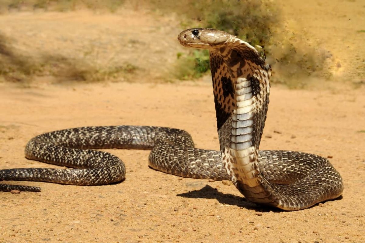 sonhar com cobra atacando outra pessoa