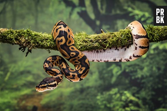 1. Sonhar com Cobra: Guia Completo de Interpretações
2. O Que Significa Sonhar com Cobra Branca?
3. Sonhar com Cobra Preta: Perigos ou Alertas?
4. Cobra no Sonho: Conflitos Internos vs. Externos
5. A Cobra como Símbolo de Transformação em Sonhos