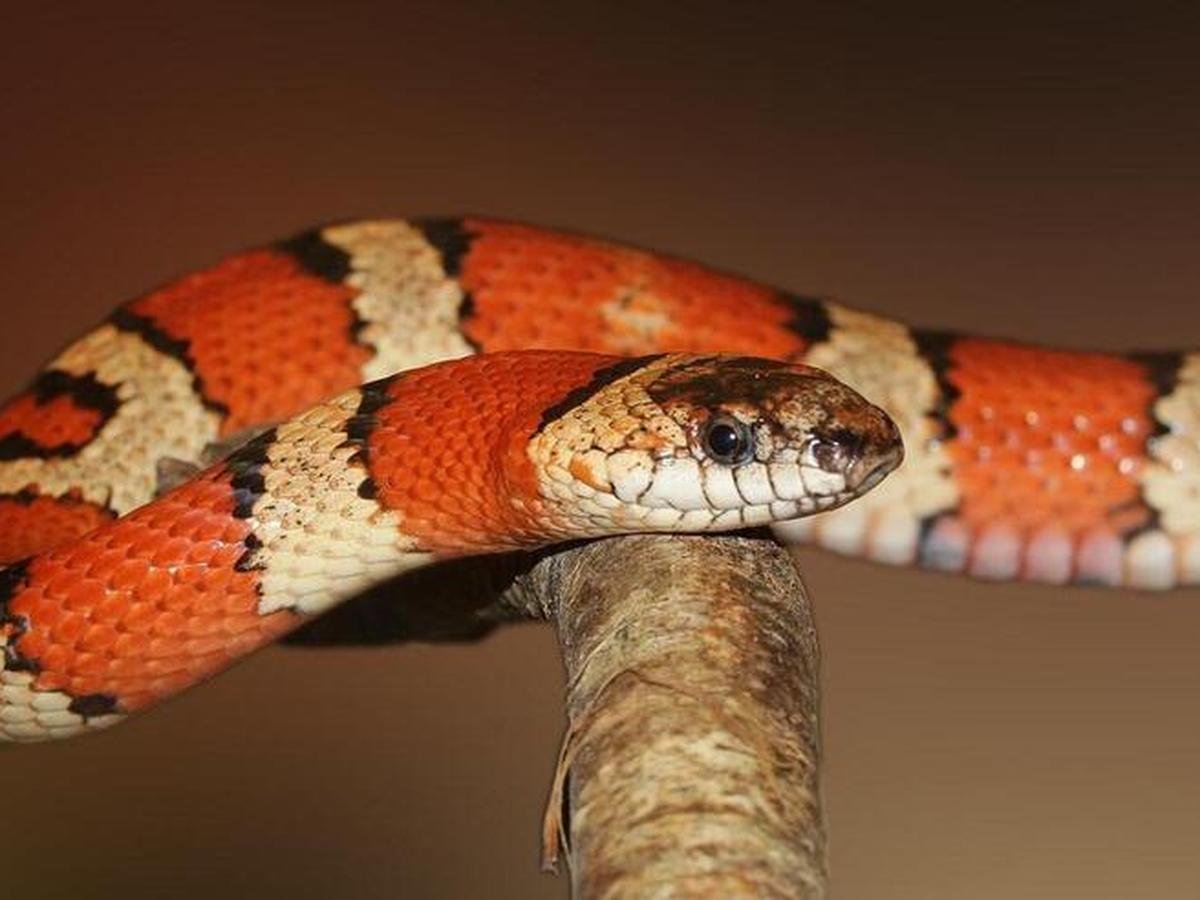 sonhar com cobra brigando