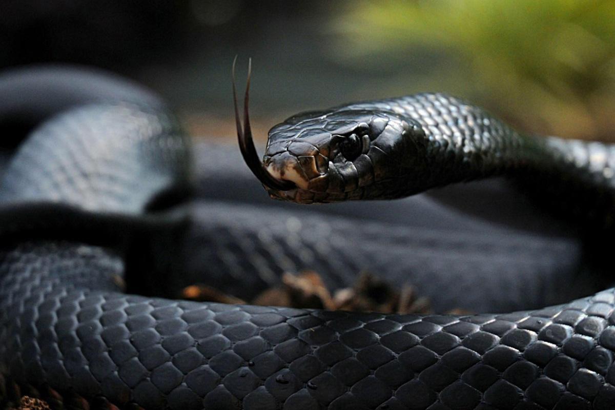 sonhar com cobra preta significado