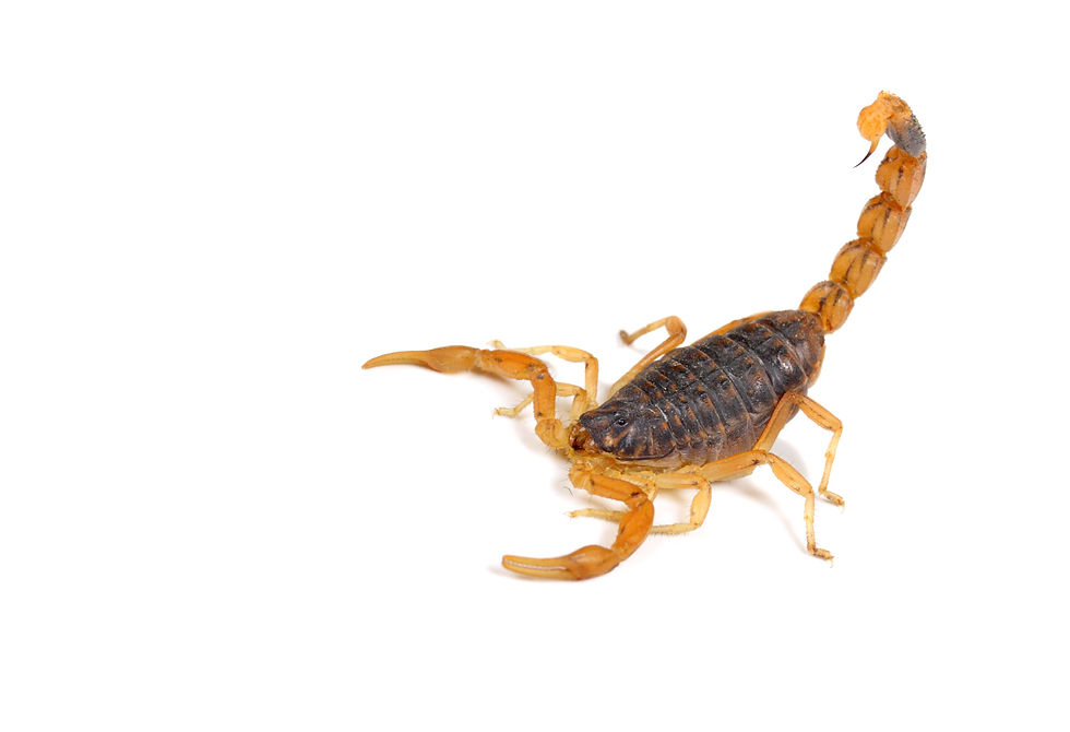 o que significa sonhar com escorpião atacando