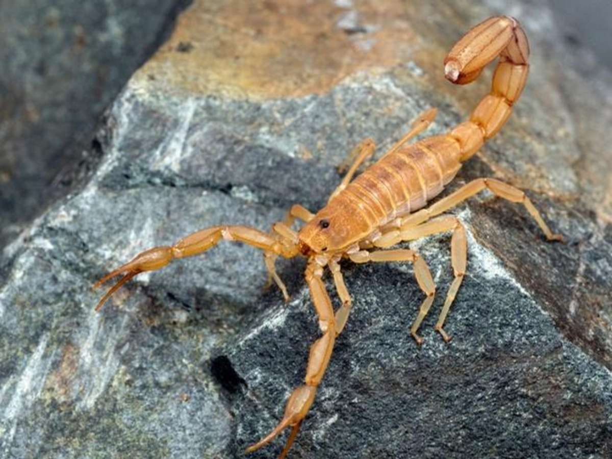 erros comuns ao interpretar sonhos com escorpião