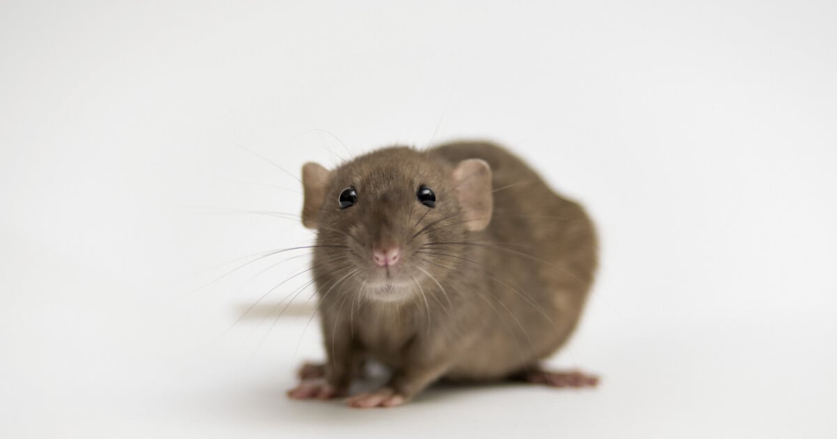 como interpretar sonhos com rato e dinheiro para prosperidade