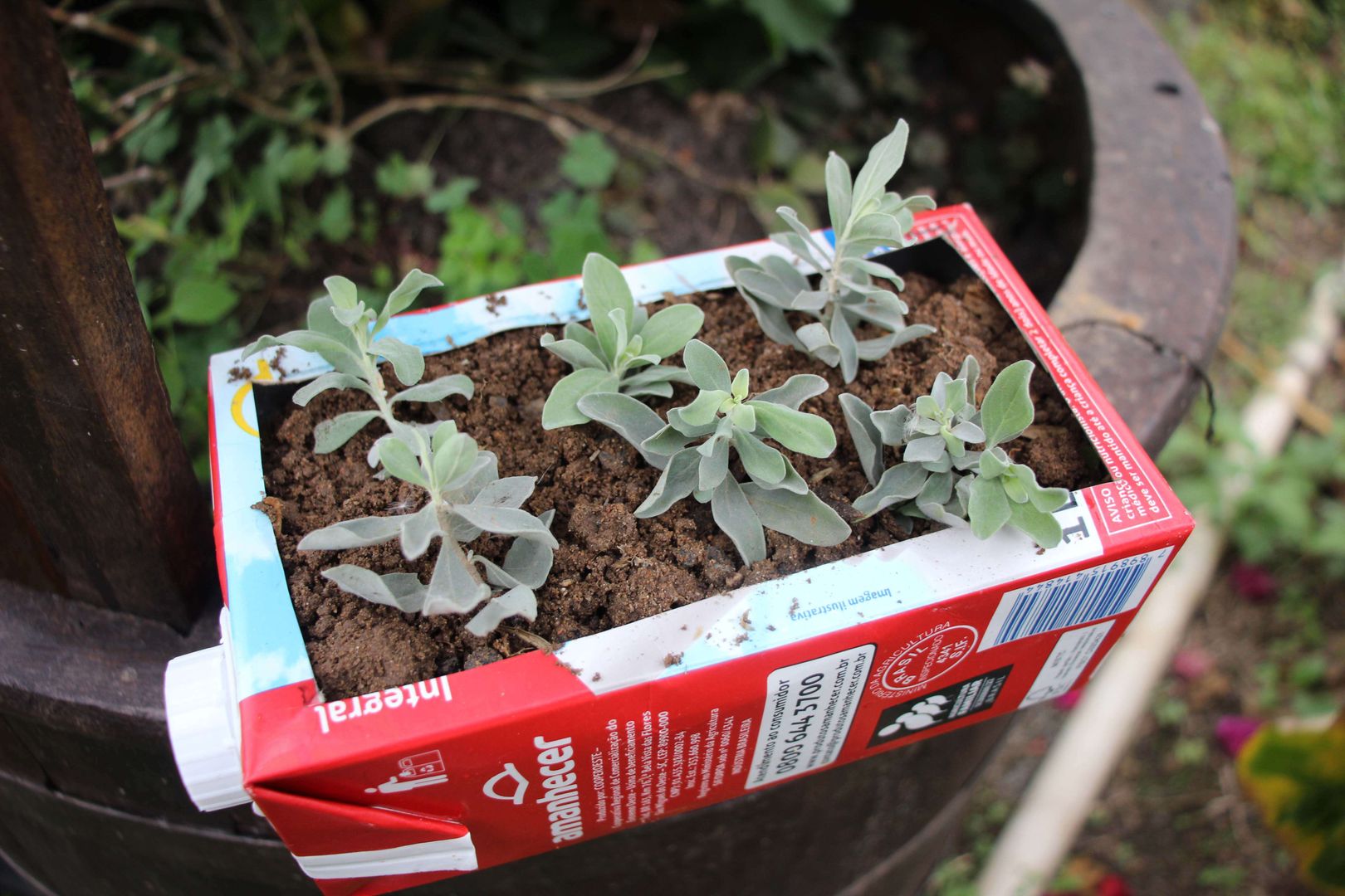 Quais Plantas Cultivar em Vasos Feitos de Caixa de Leite?