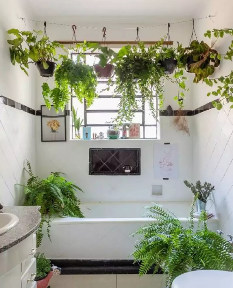 zamioculca no banheiro