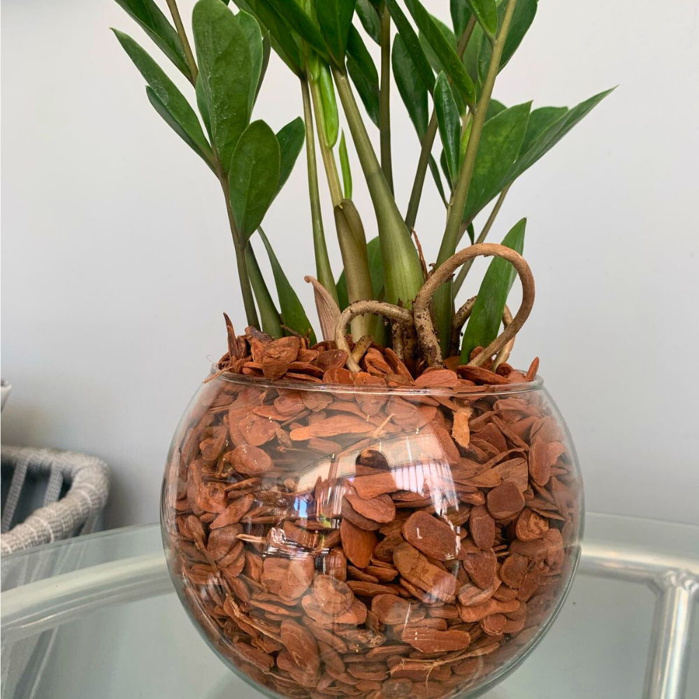 5 ideias de títulos:
1. Zamioculca no Banheiro: A Planta Perfeita para Ambientes com Pouca Luz
2. Descubra os Benefícios da Zamioculca para o seu Banheiro
3. Feng Shui no Banheiro: A Zamioculca e seus Significados
4. Guia Completo: Como Cuidar da Zamioculca no Banheiro
5. Zamioculca: A Planta 