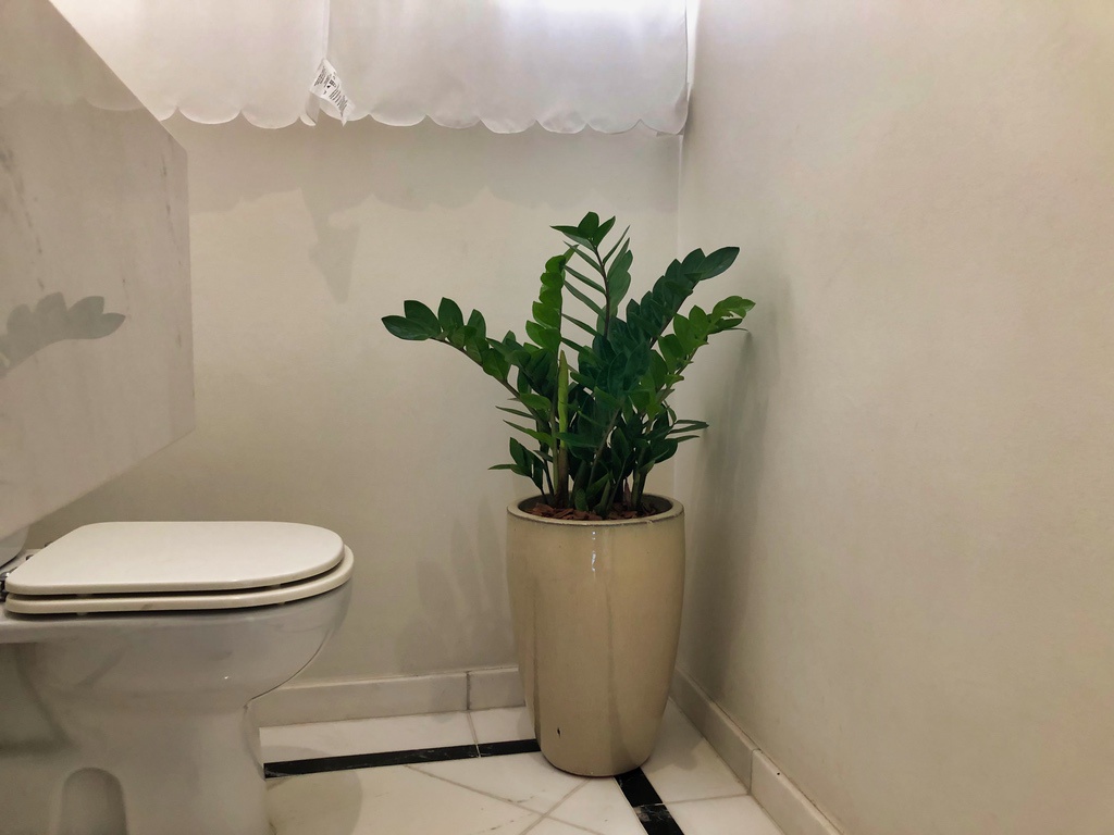 zamioculca no banheiro