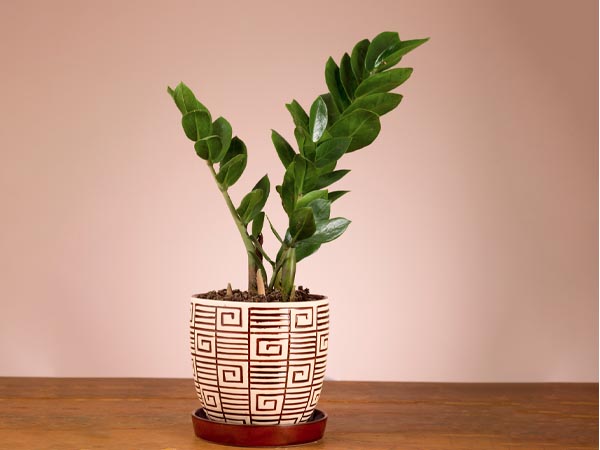 zamioculca no banheiro