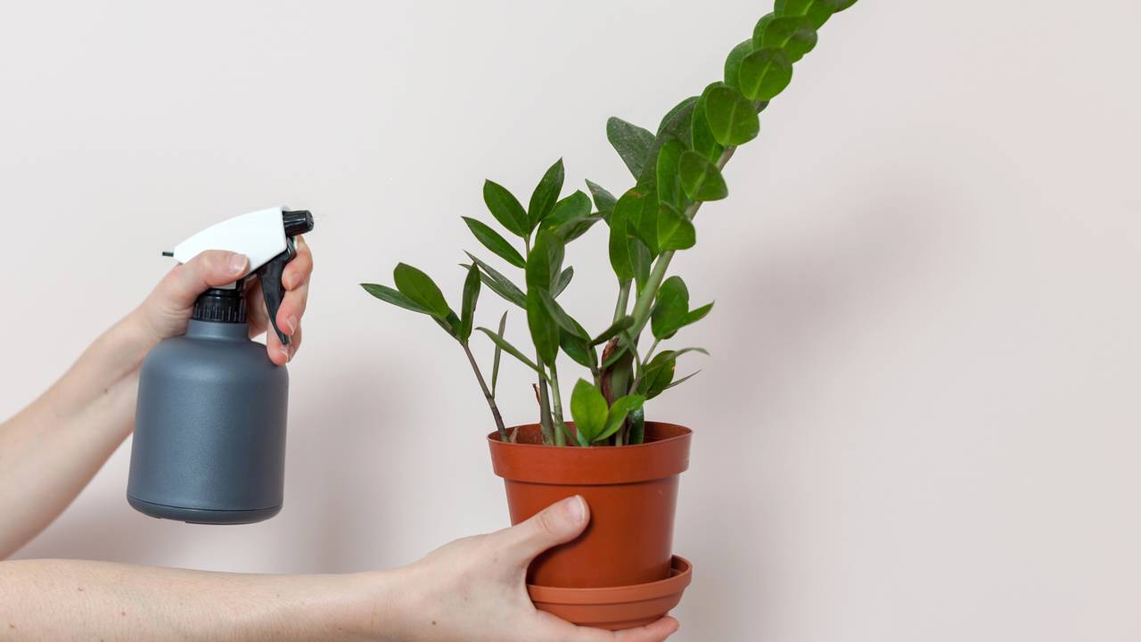 5 ideias de títulos:
1. Zamioculca no Banheiro: A Planta Perfeita para Ambientes com Pouca Luz
2. Descubra os Benefícios da Zamioculca para o seu Banheiro
3. Feng Shui no Banheiro: A Zamioculca e seus Significados
4. Guia Completo: Como Cuidar da Zamioculca no Banheiro
5. Zamioculca: A Planta 